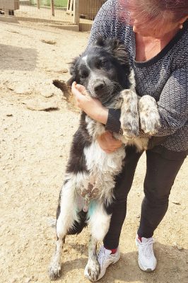 Pup Aiden jachthond mix ter adoptie