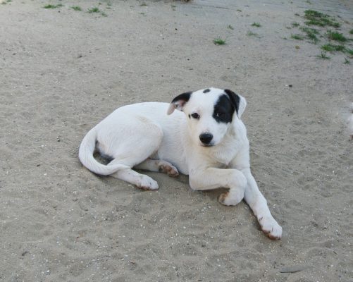 Pup Pablo ter adoptie