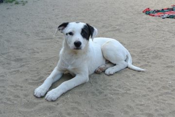 Pup Pablo ter adoptie