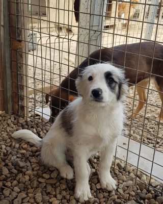 Pup Paco ter adoptie