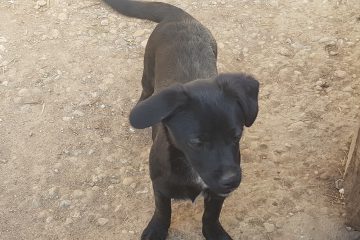 Pup Penny ter adoptie