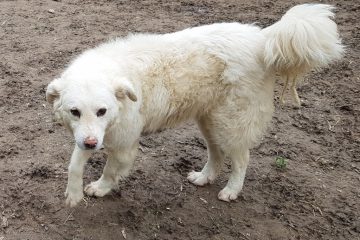 Aura, prachtige witte hond
