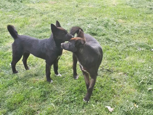 Pups Britt en Bianca ter adoptie