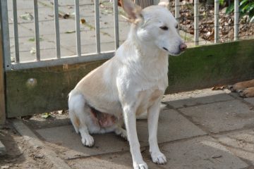 Wit middelgroot hondje