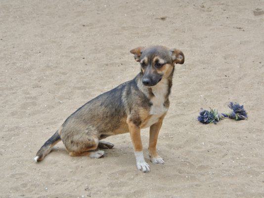 Mini hondje Dena ter adoptie