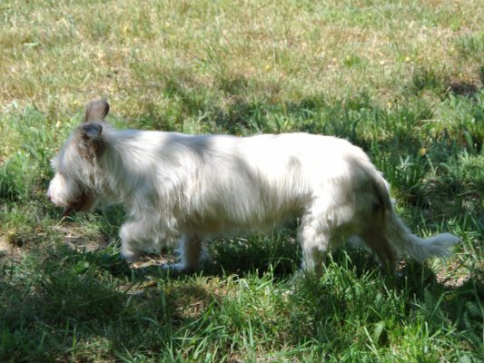 Klein wit hondje Tyra