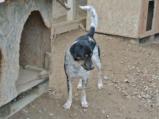 Domino jonge hond ter adoptie
