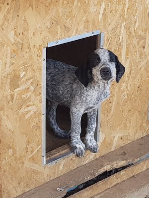 Duitse staande hond pup
