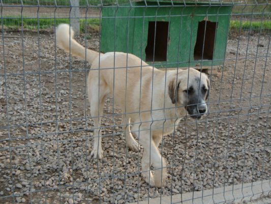 Brutus grote hond ter adoptie