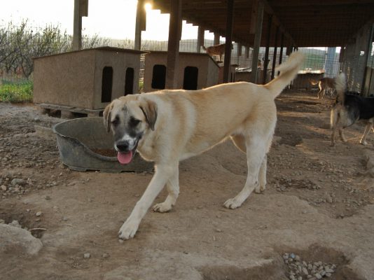 Brutus grote hond ter adoptie