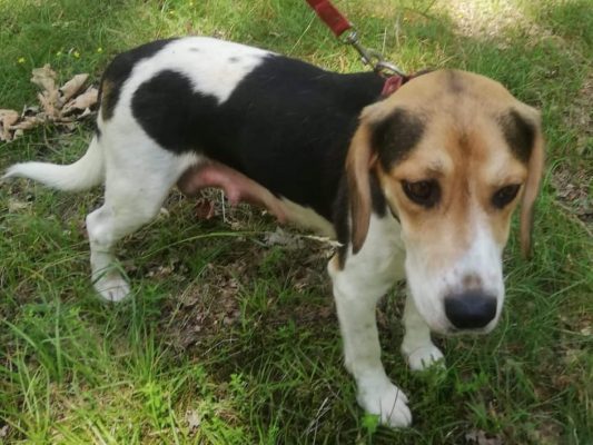 Beagle ter adoptie