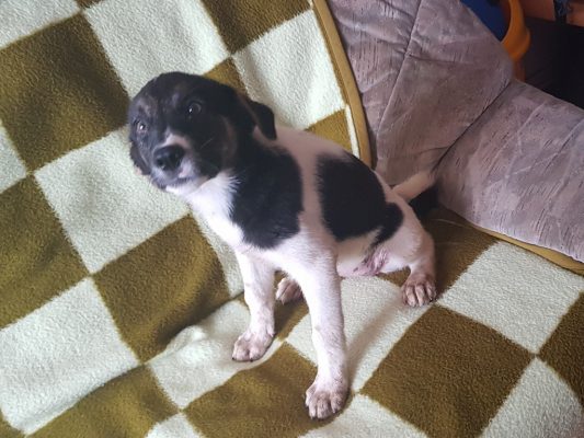 Hond adopteren: pup Sara