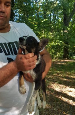 Pup gevonden in het bos