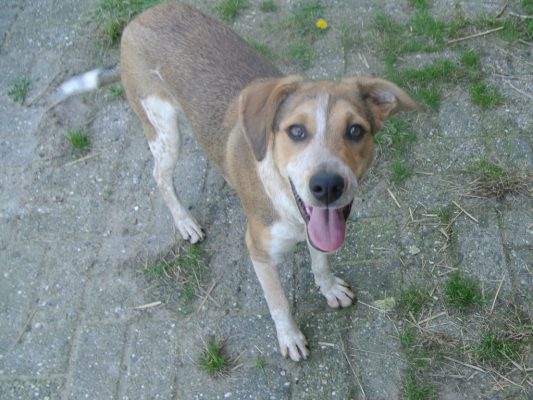 Hond adopteren: lieve Solo