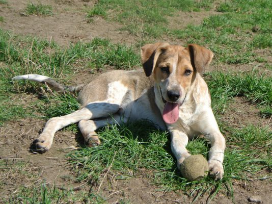 Hond adopteren: pup Solo