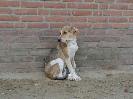 Lieve pup Solo