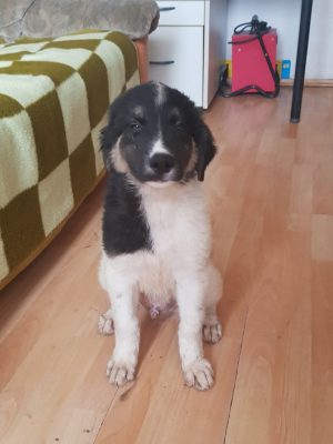 Pup Soso ter adoptie