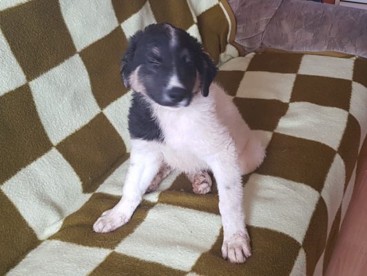 Hond adopteren: pup Soso