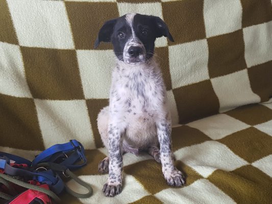 Pup adopteren: Spot
