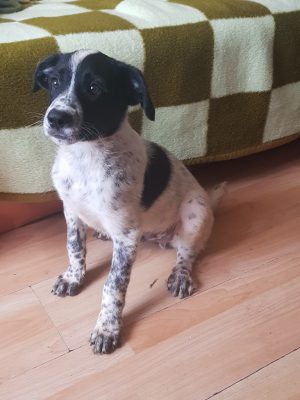 Hond adopteren: pup Spot