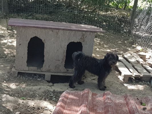 Elena lief hondje in het asiel