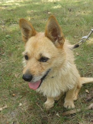 Hond adopteren: ruwhaar Mara