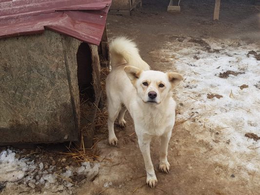 Hond in het asiel in Roemenië