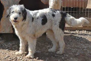 Hond adopteren: Roemeense herder