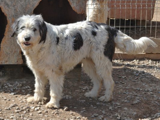 Hond adopteren: Roemeense herder