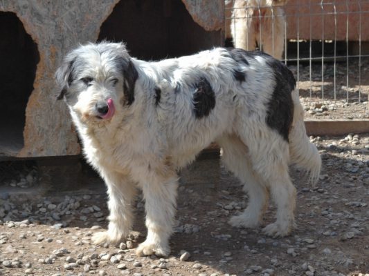 Roemeense herder mix ter adoptie