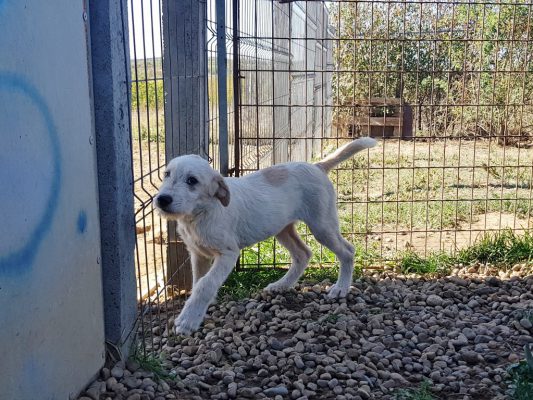 Pup Diana in het asiel in Roemenië