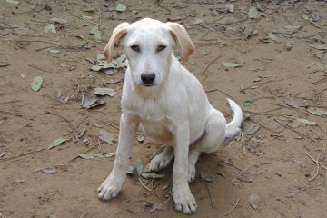 Labrador mix pup ter adoptie