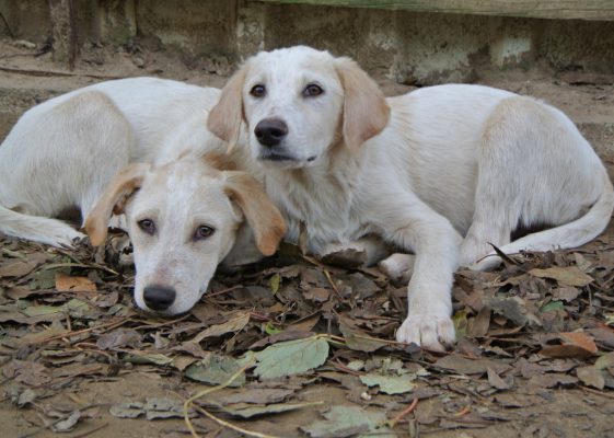 Labrador mix puppies ter adoptie