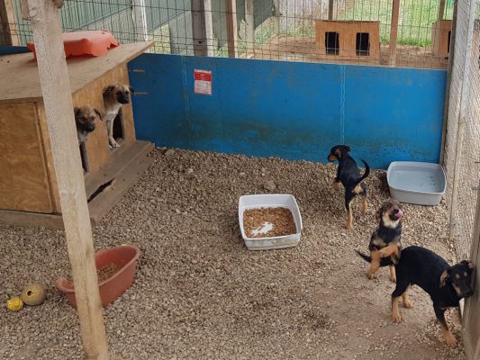 Pups in het asiel in Roemenië