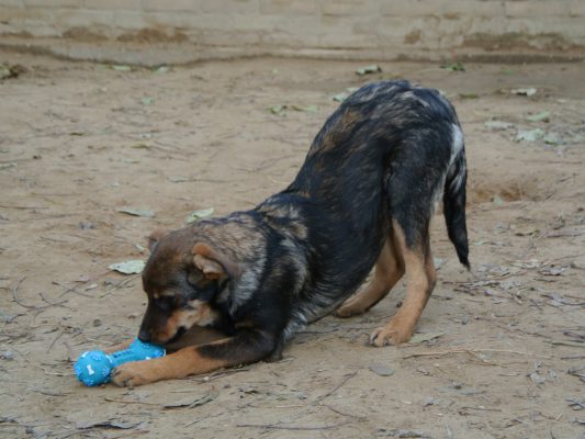 Pup Joia speelt met plastic speeltje