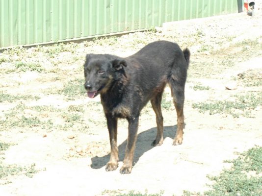 Siran straathond uit Roemenië