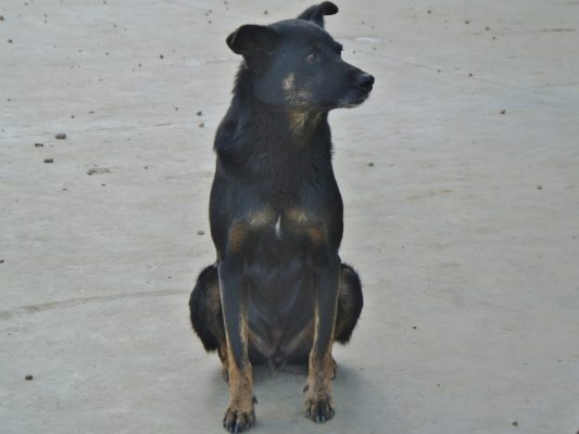 Hond Siran in het asiel in Roemenië