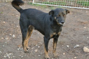 Hond Siran in het asiel in Roemenië