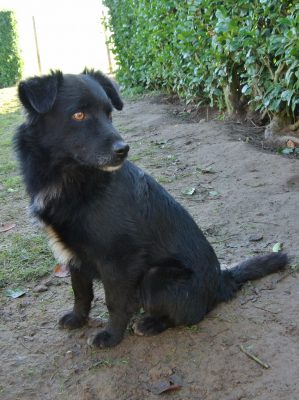 Tigu middelgroot zwart hondje