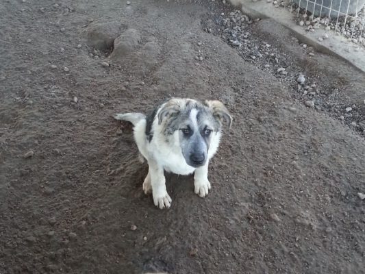 Pup Bandit uit Roemenië
