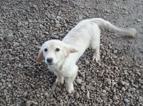 Dita retriever mixje ter adoptie