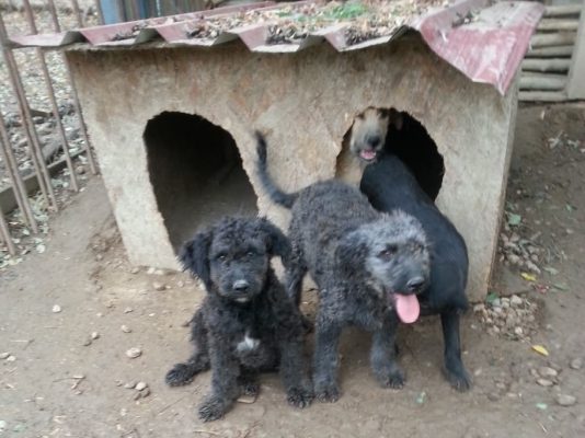Poedel mix pups ter adoptie
