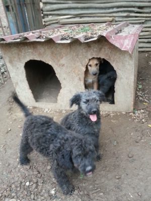 Poedel mix pups ter adoptie