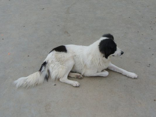 Bliss grote wit met zwart gevlekte hond