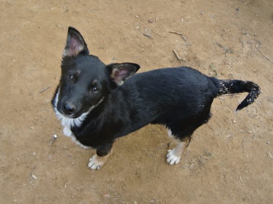 Pup Desi ter adoptie