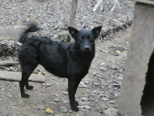 Greta mooi zwart hondje