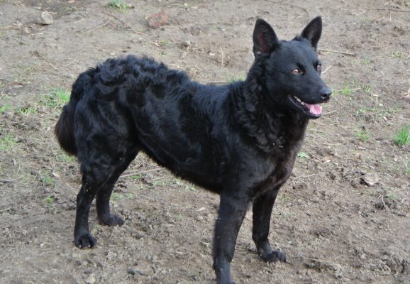 Greta lief zwart hondje