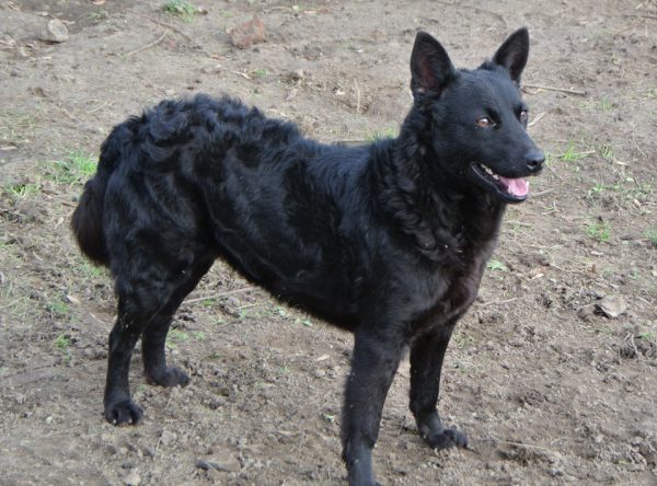 Greta lief zwart hondje
