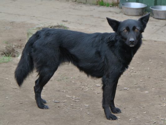 Kara mooi zwart hondje