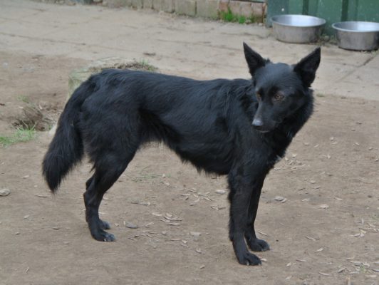 Kara mooi zwart hondje